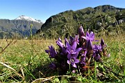 16 Gentiana anisodonta ramosa